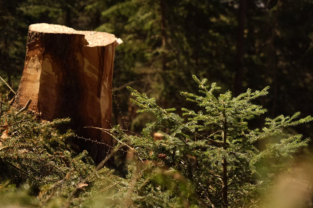 Eco Forêt