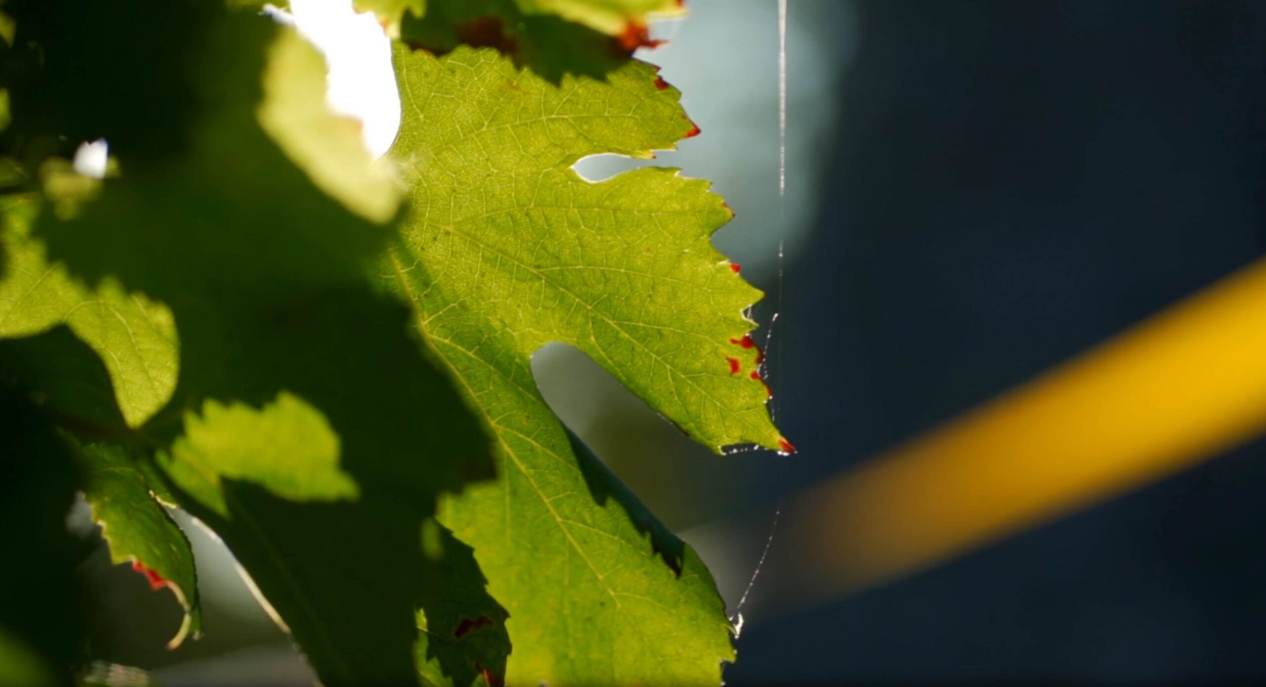 Fendant Perrey Ambassadeur – Image 3